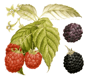 raspberry-info0